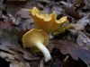 cantharellus_cibarius.jpg