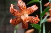  Lilium lancifolium _Flore PlenoIMG_6515_1jpg.jpg
