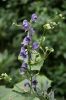 Aconitum BicolorIMG_2547jpg.jpg