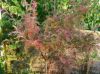 Sorbus scalaris 18 Herbst.JPG