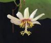 Passiflora yucatanensis2.JPG