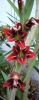 Gladiolus sp 2012 klein.jpg