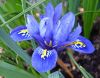 Iris reticulata Mutation 290308-2 klein.jpg