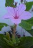 Mirabilis longiflora x jalapa1 160712 klein.jpg