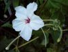 Mirabilis longiflora1klein.jpg