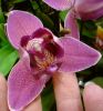Phalaenopsis mutante klein.jpg