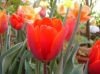 Tulipa Couleur Cardinal  klein.jpg