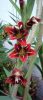 gladiolus sp1.jpg