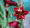 gladiolus sp2.jpg