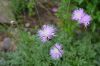 Centaurea_simplicicaulis_17-1.jpg
