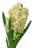 Hyacinthus_orientalis_CityofHaarlem.jpg