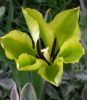 DSCN4361 Tulipa vir_ Yellow Springgreen offen web.jpg