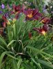 Dunkelrot-Lila Pflanze.jpg