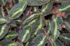 IMG_0895 Begonia listada.jpg