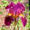 Iris-b-rotviolett-unbekan.jpg