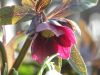 gepackt_Helleborus_BallardHybrid2.JPG