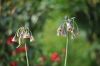Allium_nectardoscordum.jpg
