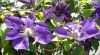 Clematis 1.jpg