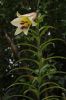Lilium brownii 20110713 (2).jpg