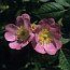 Rosa rubiginosa 65.jpg