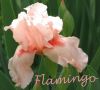 021 Flamingo FH 50.JPG