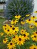 Rudbeckia und Bartblume.jpg