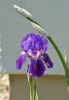 DSC_3133-Iris_blau-violett_011.JPG