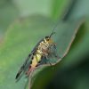 DSC_4787-Skorpionsfliege-Insekt_von_2018_002.JPG