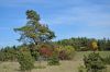 DSC_9197-Wacholderheide_001.JPG