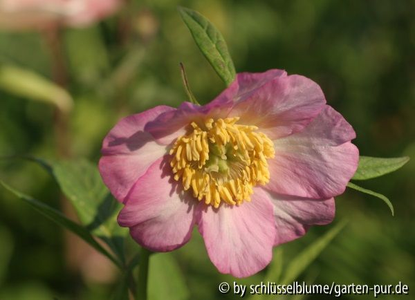 Paeonia anomala, rosa