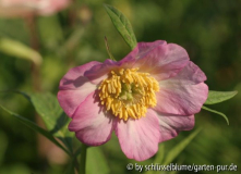 Paeonia anomala, rosa