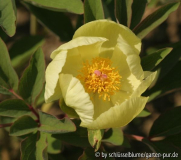 Paeonia mlokosewitschii