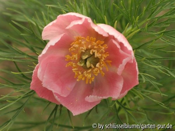 Paeonia tenuifolia rosea