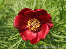 Paeonia tenuifolia rubra