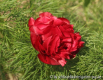 Paeonia tenuifolia rubra plena
