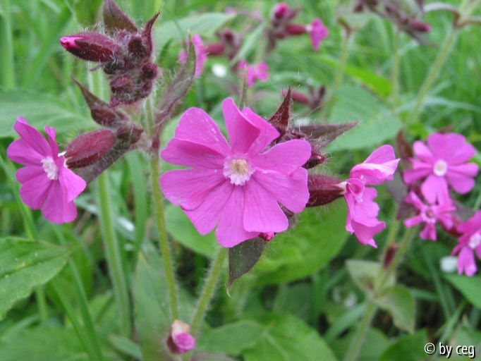 Rote Lichtnelke