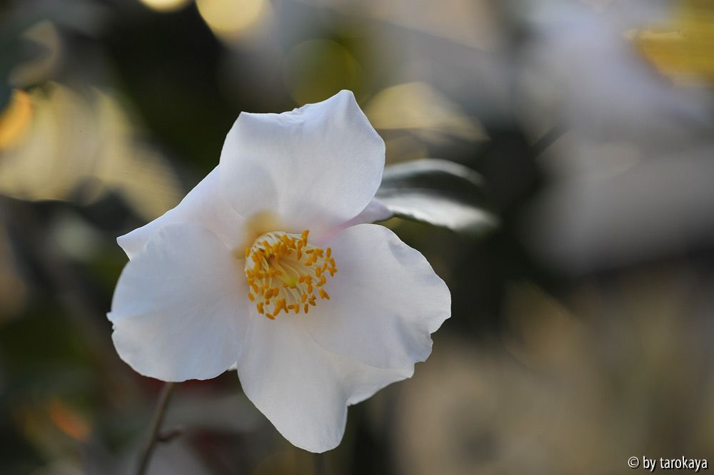 oshima white 3/13