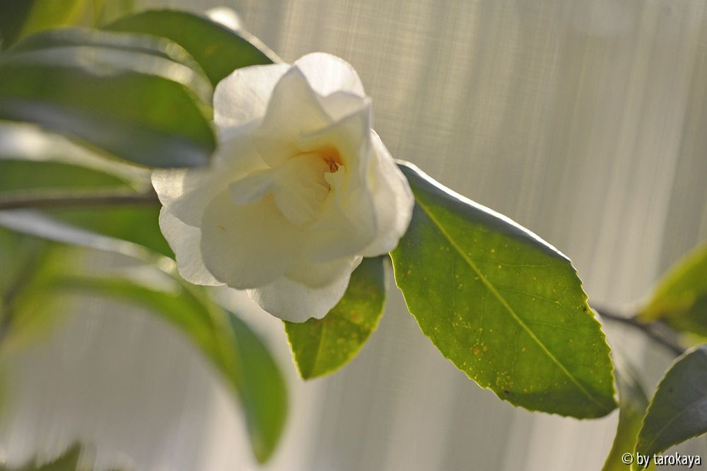 ginryu 3/13