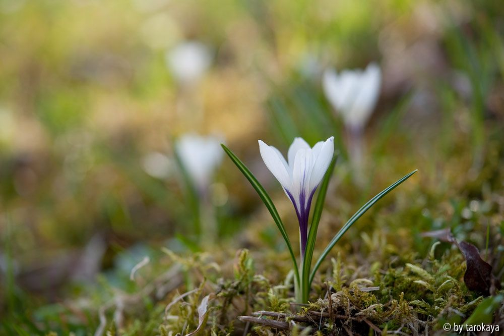 weisser wildcrocus
