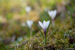 weisser wildcrocus