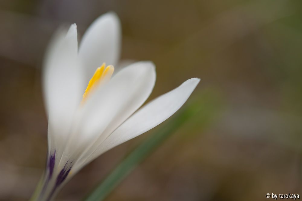 wildcrocus weiss
