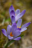 wildcrous violett
