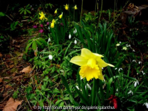Narcissus 'Rijnveld's Early Sensation, M