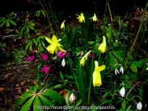 Narcissus 'February Gold'