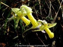 Narcissus 'Mitzy'
