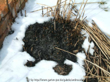 Miscanthus-2a_abgebrannt.JPG