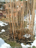 Miscanthus-1a_abgebrannt.JPG