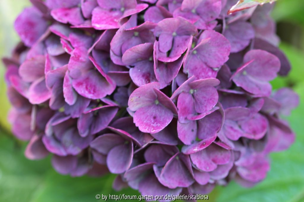 Hydrangea , macr. violett