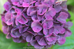 Hydrangea , macr. violett
