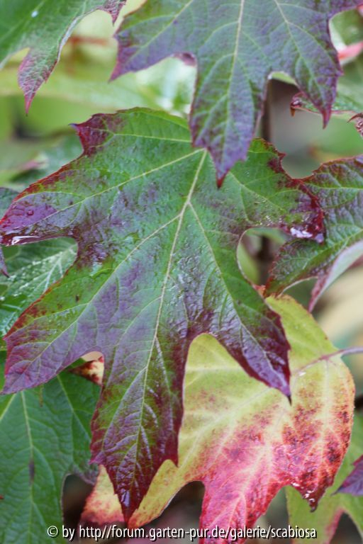 Hydrangea querc. Blatt